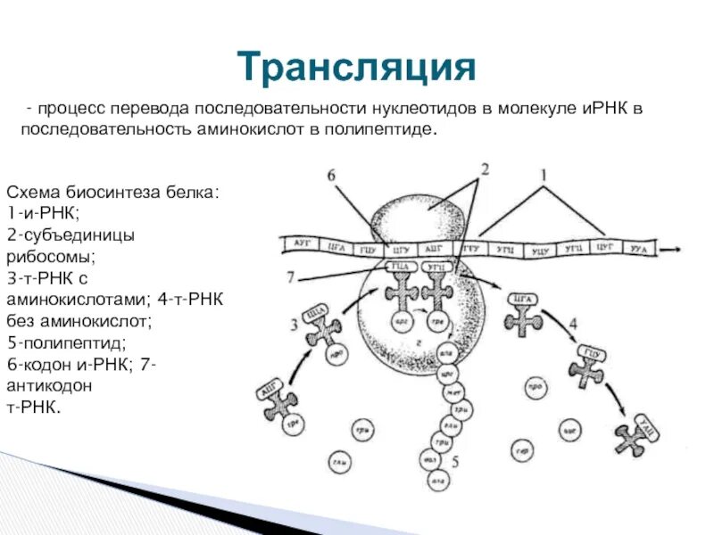 Схема трансляции синтеза белка. Схема синтеза белка в рибосоме. Синтез белка схема ЕГЭ. Схема синтеза белка в рибосоме трансляция.