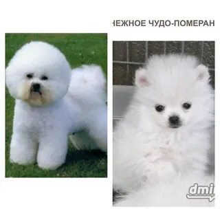 Песни хочу собаку