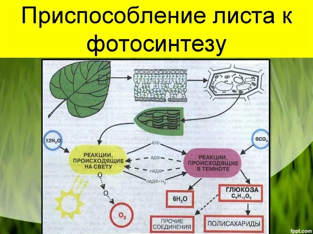 Схема процесса фотосинтеза. Процесс фотосинтеза у растений схема. Схемы процесса схему фотосинтеза. Схема фотосинтеза 6 класс биология. Схема процесса фотосинтеза рисунок