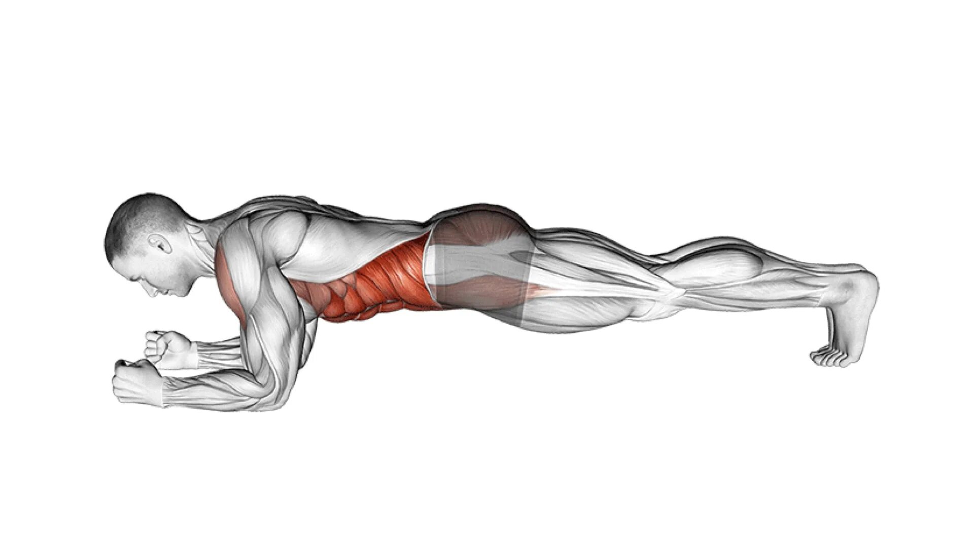 Планка анатомия. Планка какие мышцы работают. Боковая планка анатомия. Планка упражнение мышцы. Можно греть мышцы