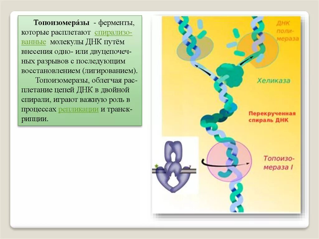 Расплетание цепей днк. Топоизомераза в репликации ДНК. Топоизомеразы репликация. Матричный Синтез ДНК репликация. Фермент топоизомераза ДНК репликация.