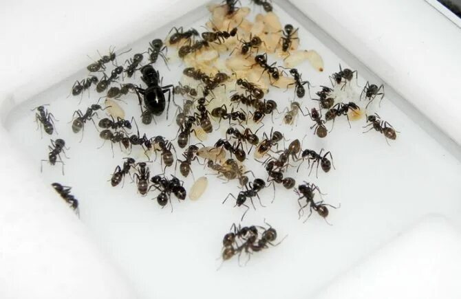 Разведение насекомых. Выводок муравьев в квартире. Контейнер для разведения насекомых. Выращивание муравьев.