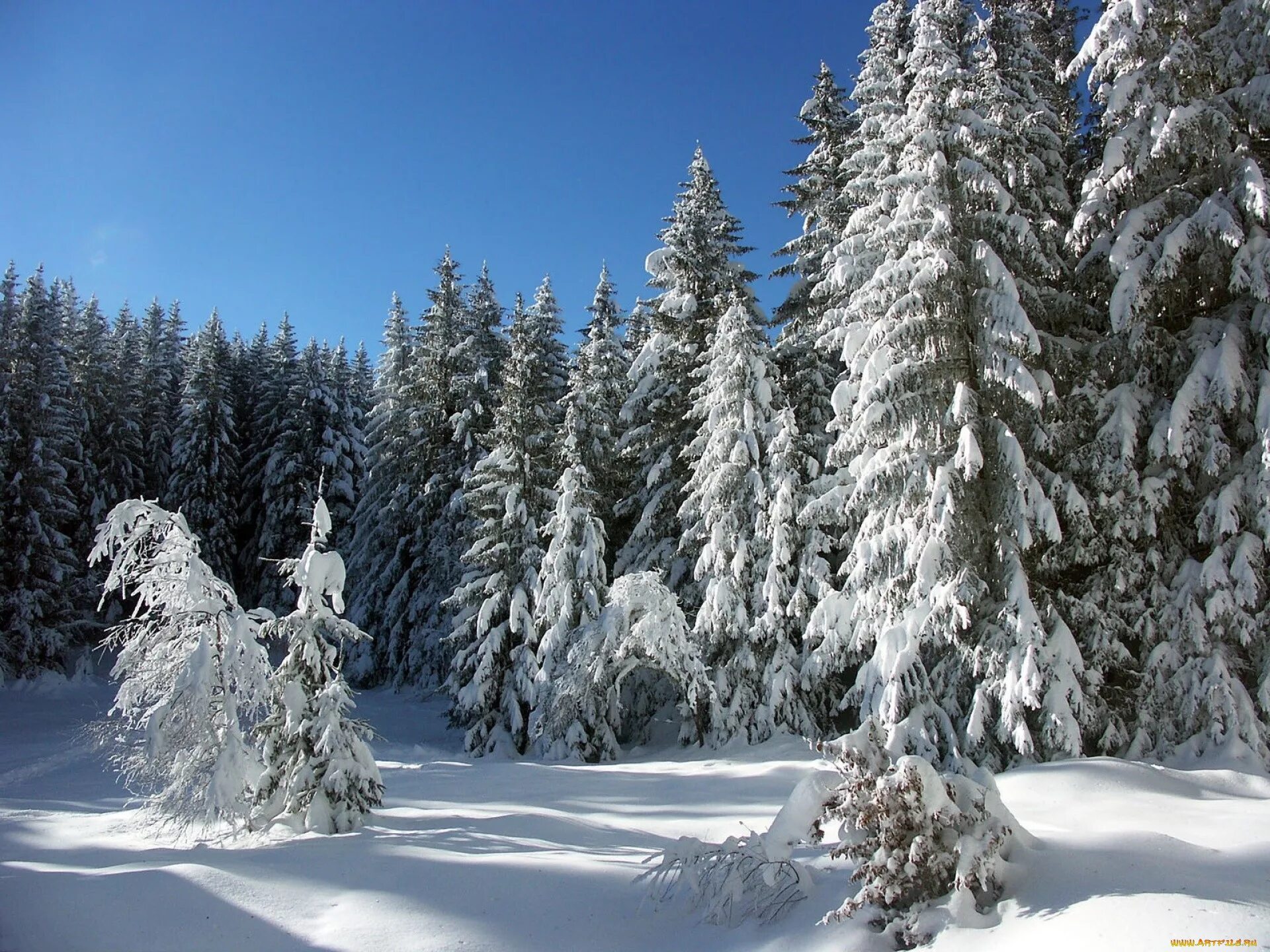 Красивый зимний лес. Зимний лес. Зимняя природа. Сказочный зимний лес. Еловый лес зима.