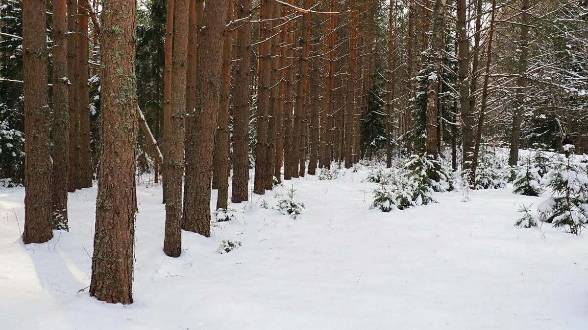 репортаж бор. лаэс 2 стройка. каялов бор россошь. бор 1 июня. сосновый бор подмосковье.