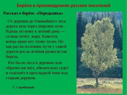 Главная мысль произведения береза