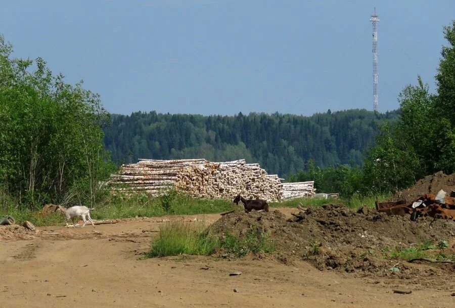 Посёлок Пожва Пермский край. Пожва острова. Пожва деревня Городище. Пожвинский музей Пермский период. Погода пожва пермский край на 10