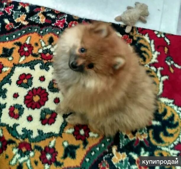 Шпиц нижний авито. Авито шпиц нижний новгород. Померанский шпиц мраморный. Шпицеобразные собаки. Шпицеобразные собаки.