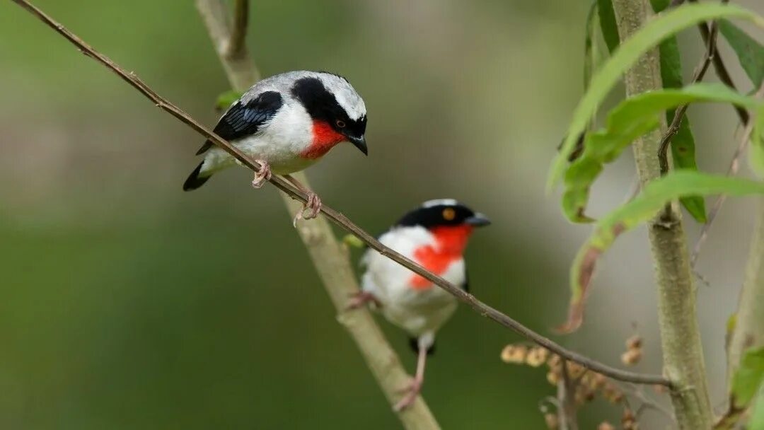 Kind birds. Nemosia rourei. Птицы Южной Кореи. Птицы на юге в Италии. Different Birds.