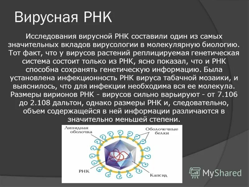 Рнк исследования. Вирусная РНК. Хранение наследственной информации у вирусов. Генетическая информация вируса. Наследственная информация вируса.