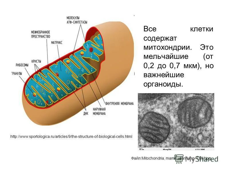 В каких клетках содержится митохондрия