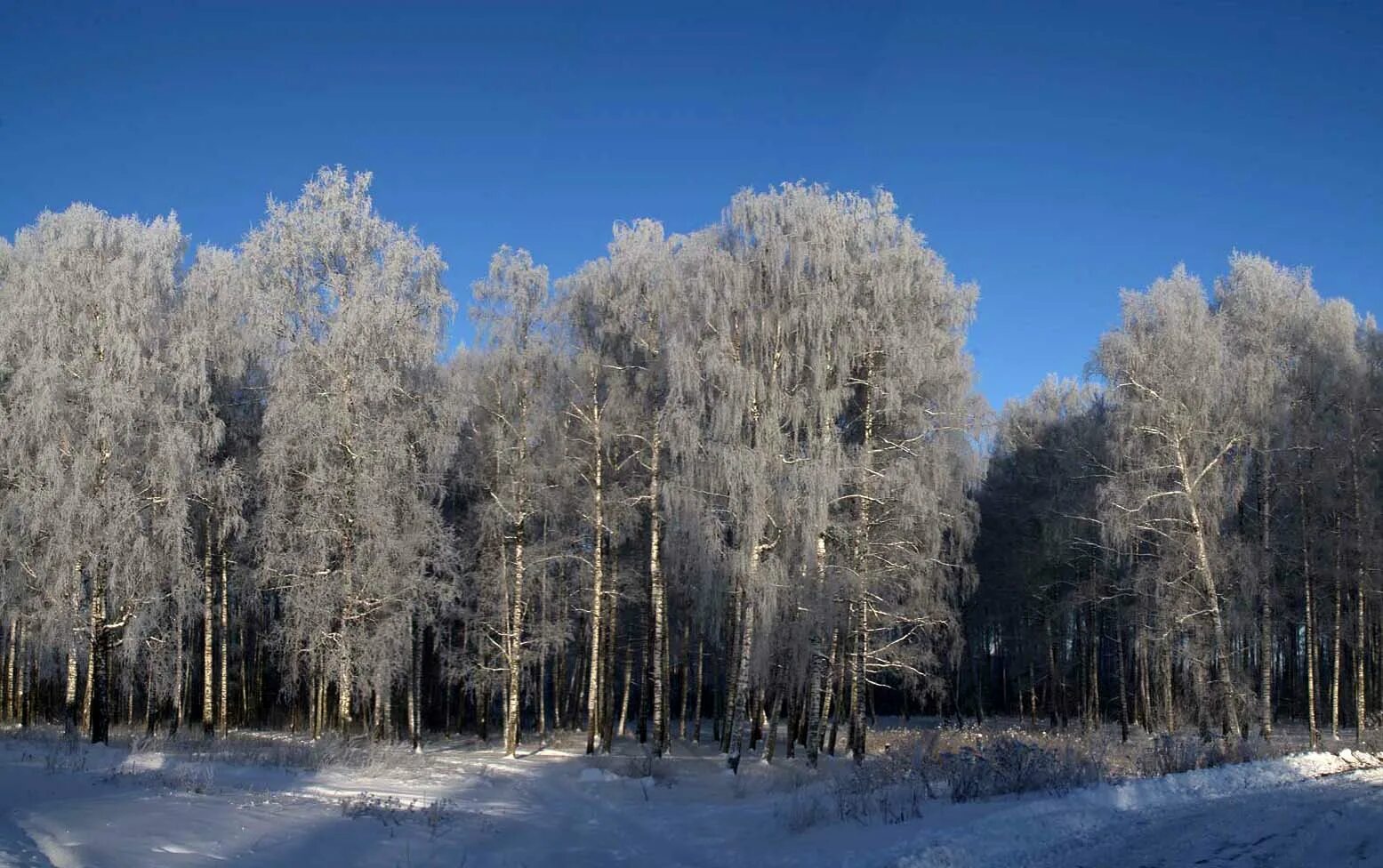 Парк винновская роща. У рощицы березовой. Заокский район клуб капитан поселок новиково. Березовая аллея. Березовая роща опушка.