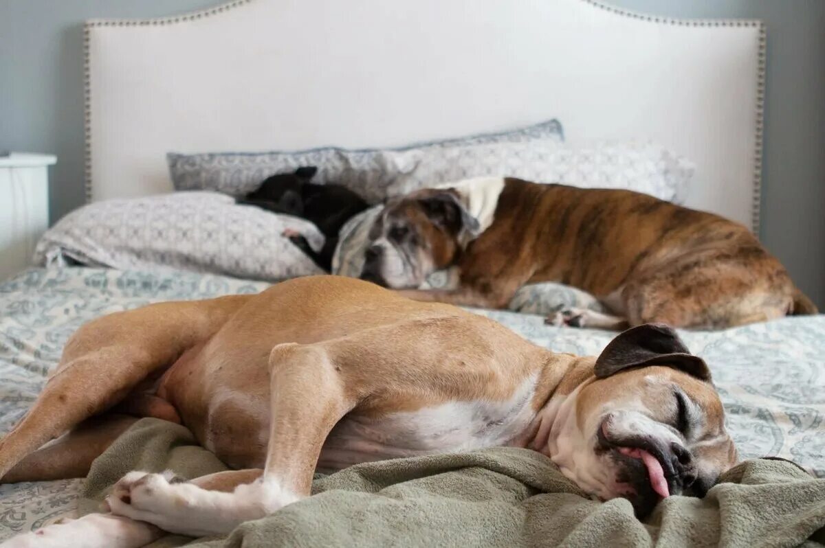 Если приснилась собака. Собака спит. Кровать для собаки. Собака спит на кровати. Собака в постели.