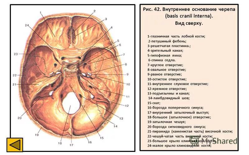 Внутренняя поверхность отверстия. Наружное основание черепа вид снизу строение. Наружное основание черепа отверстия каналы. Глазничная щель на внутреннем основании черепа. Наружное основание черепа строение анатомия.