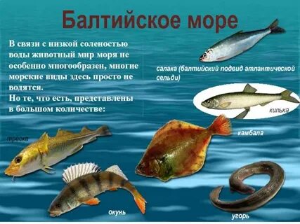 Балтийское соленость