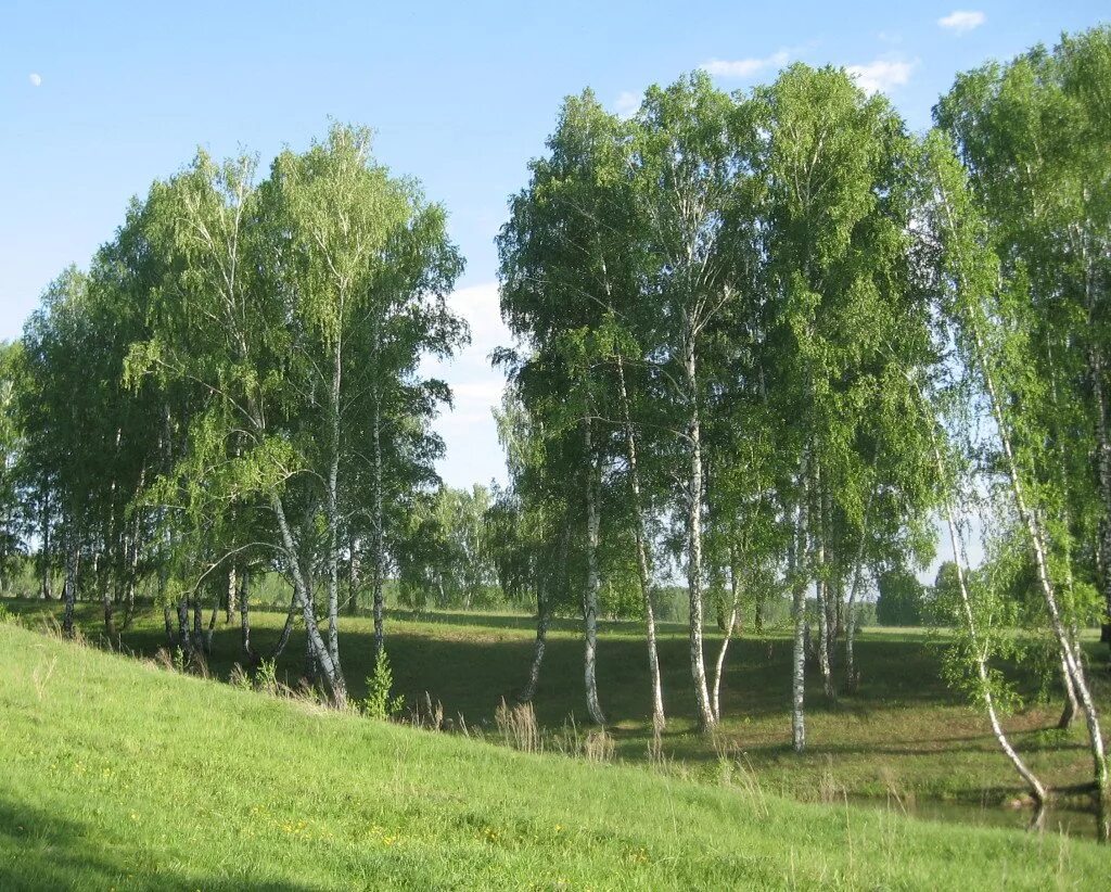 Березовая роща больница. Фотообои симфония березовый лес к 117. Березовая роща больница. Фото тайшетской больнице. Зелёная роща санаторий уфа.