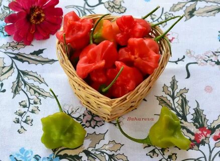 Колокольчики горько
