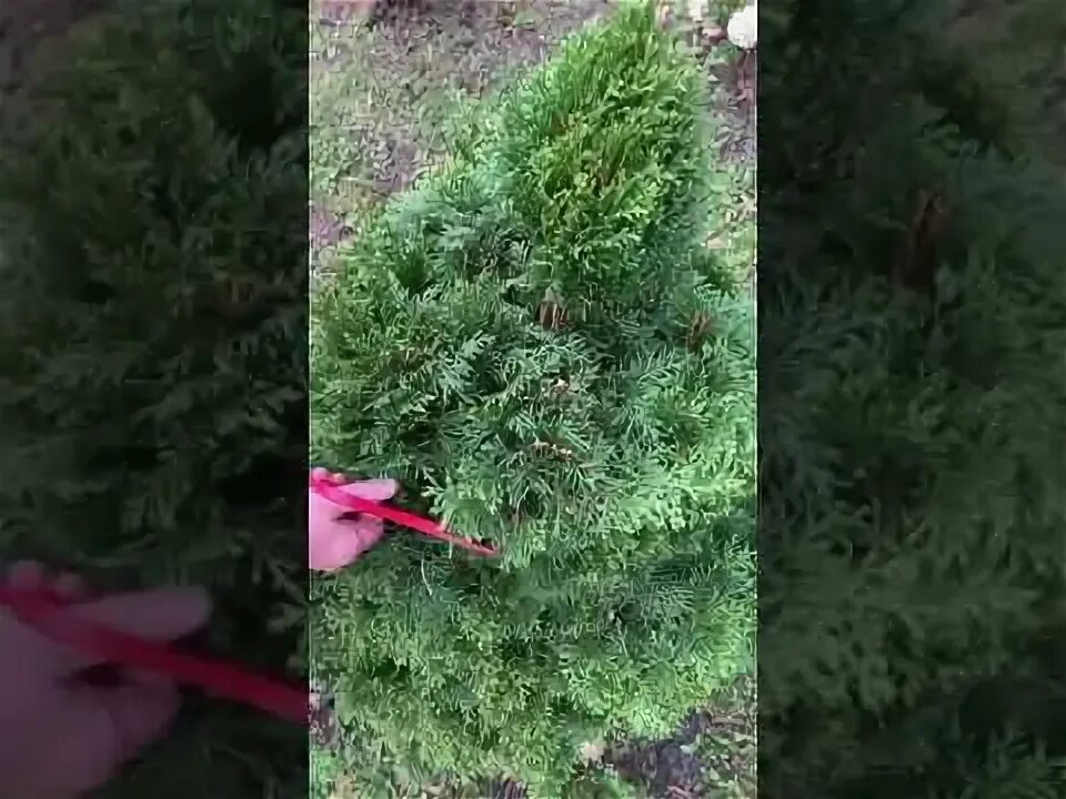 Туя брабант стрижка под бонсай. Видео стрижки туй. Как подстричь спаржу. Как правильно стричь тую видео. Как правильно стричь тую видео.