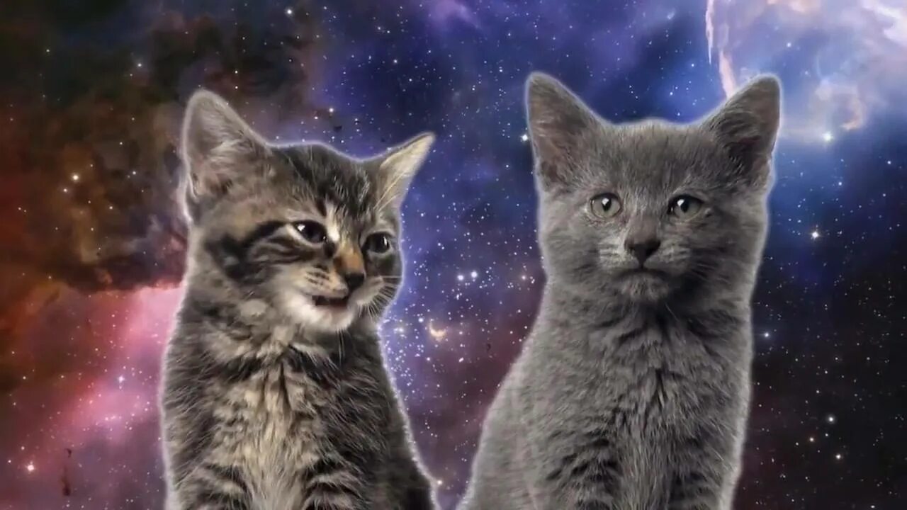 Котик давай посмотрим котиков. Котята поют. милые котята поют. котики поют в космосе. музыка космический кот.