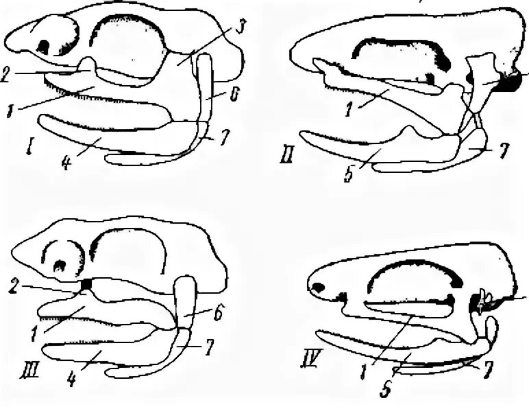 Типы крепления мозгового и висцерального отделов черепа рыб. Типы прикрепления челюстного аппарата у позвоночных. Аутостильный тип черепа. Эволюция висцерального черепа позвоночных. Гиостилия амфистилия.