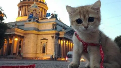 Коты в спб