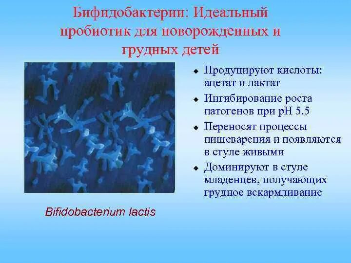 Бифидобактерии содержит. Бактерии бифидобактерии. Строение бифидобактерий. Бифидобактерии род вид. Бифидобактерии роль для человека.