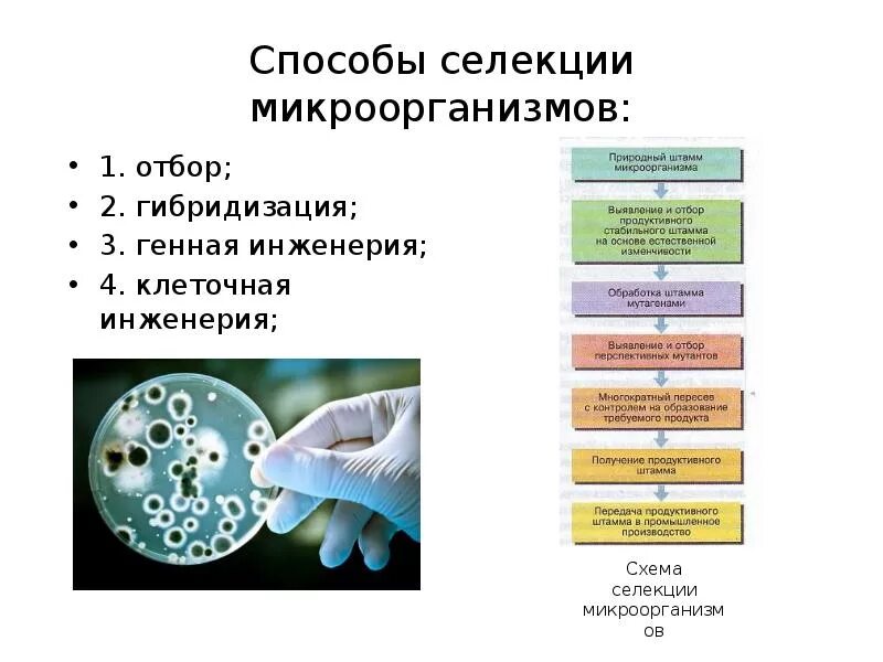 Последовательность этапов получения штамма бактерий