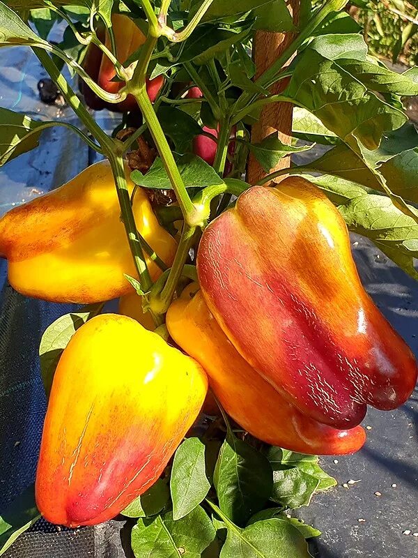 перец сладкий монтеро f1. перец блонди f1. перец сладкий мистерия. перец долли ф1. сорта сладких перцев для урала.