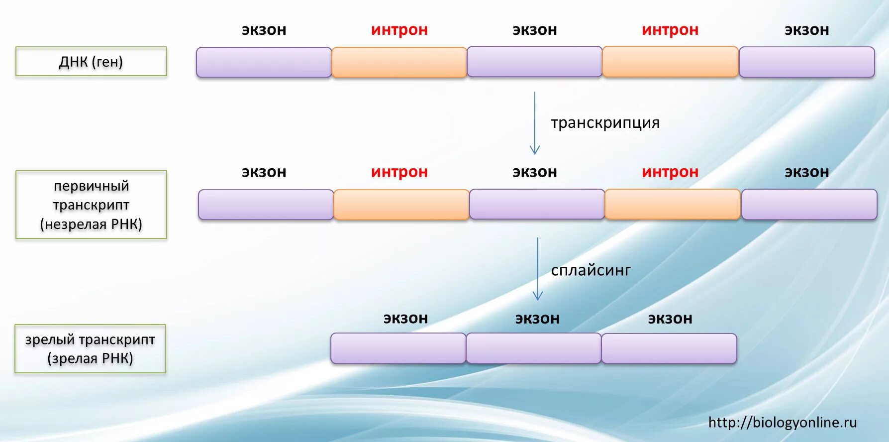 Интроны экзоны сплайсинг. Интрон Экзон структура Гена. Интрон-экзонная структура бактерий. Ген структура Гена.