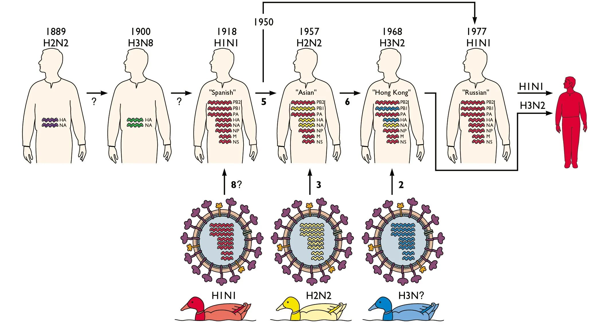 Грипп н5. H1n1. Вирусы h1n1, h2n2 и h3n2. Грипп h1n1. H5n1.