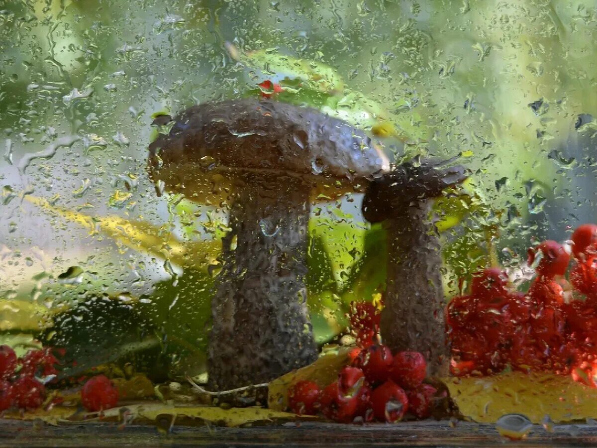 Вода после грибов. Грибной дождик. Грибы в живописи. Дождь грибы. Осень дождь.