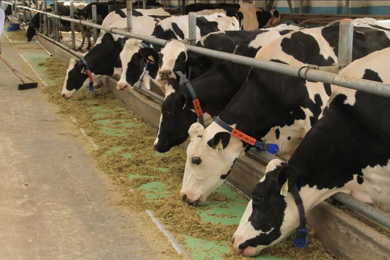 Кормление коров. Беспривязное содержание коров. Цех сухостойных коров. Стойловый период коров это.