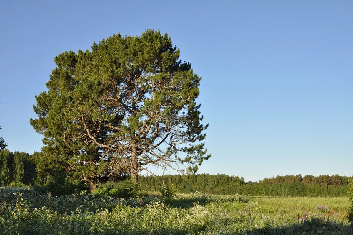 Хвойный нижний. Сосна Кедровая Сибирская Сибирский кедр. Сосной сибирской (Pinus sibirica). Сосна Кедровая Pinus sibirica. Pínus sibírica.