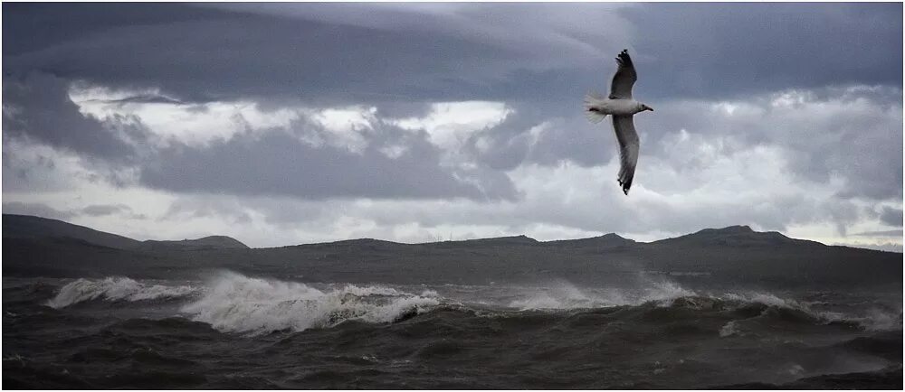 Буревестник над морем. Море шторм Чайки. Шторм птица. Теперь волны поднимались выше балкона море шло