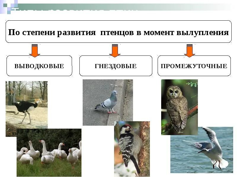 Птица с выводковым типом развития. Типы развития птенцов 7 класс. Таблица биологические группы птиц птенцовые выводковые. Типы развития птенцов. Типы развития птенцов у птиц.