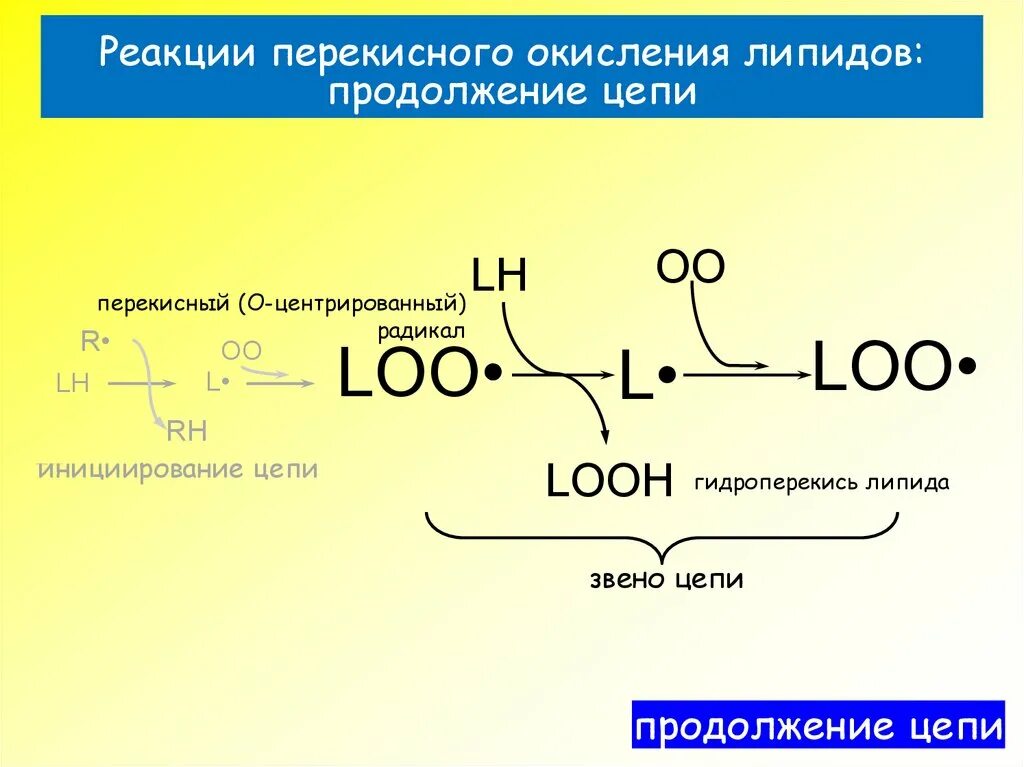 Ферменты пол. Схема реакций перекисного окисления липидов. Общая схема реакции перекисное окисление липидов. Схема механизма перекисного окисления липидов. Схема инициации перекисного окисления липидов.