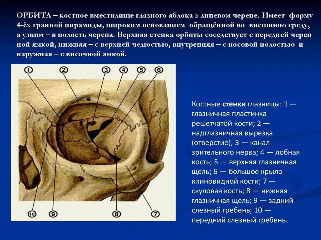 Части глазницы. Глазничная кость анатомия. Стенки глазницы анатомия. Решетчатая кость глазничная пластинка. Стенки глазницы топографическая анатомия.