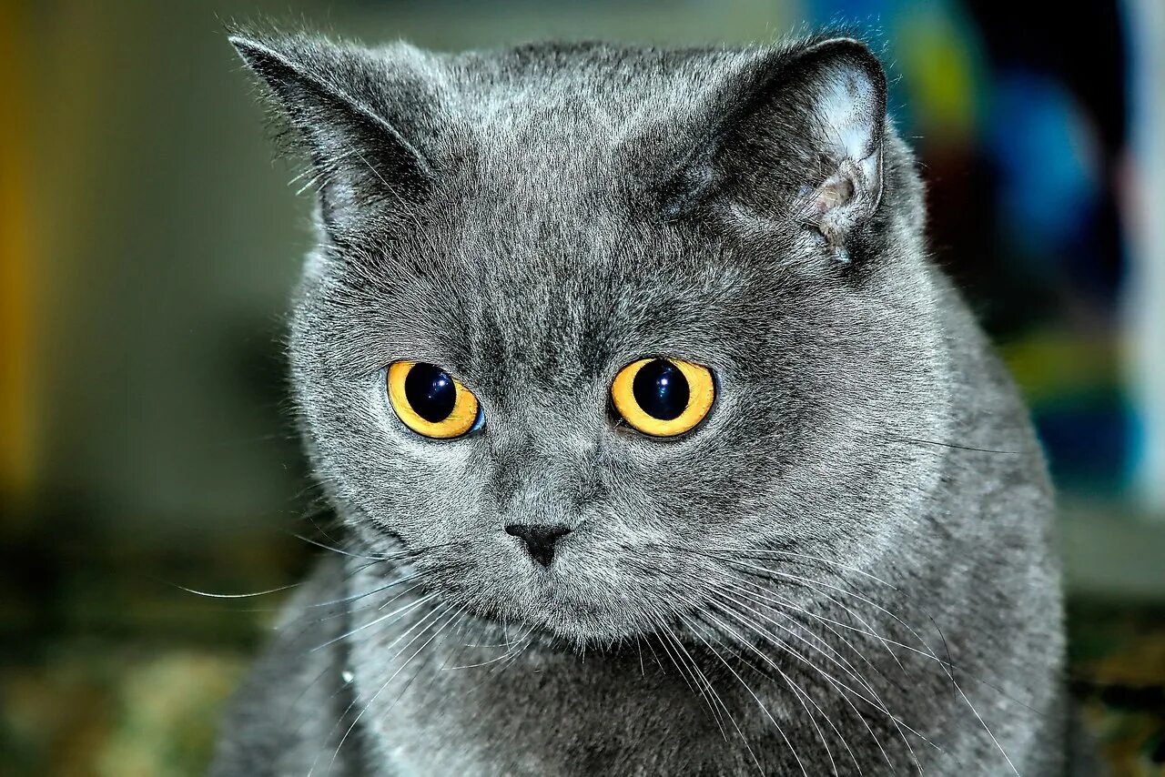 витанская короткошёрстная кошка. порода британская короткошерстная. британский короткошерстный кот серый. порода британская короткошерстная. картезианская кошка короткошерстная голубая.