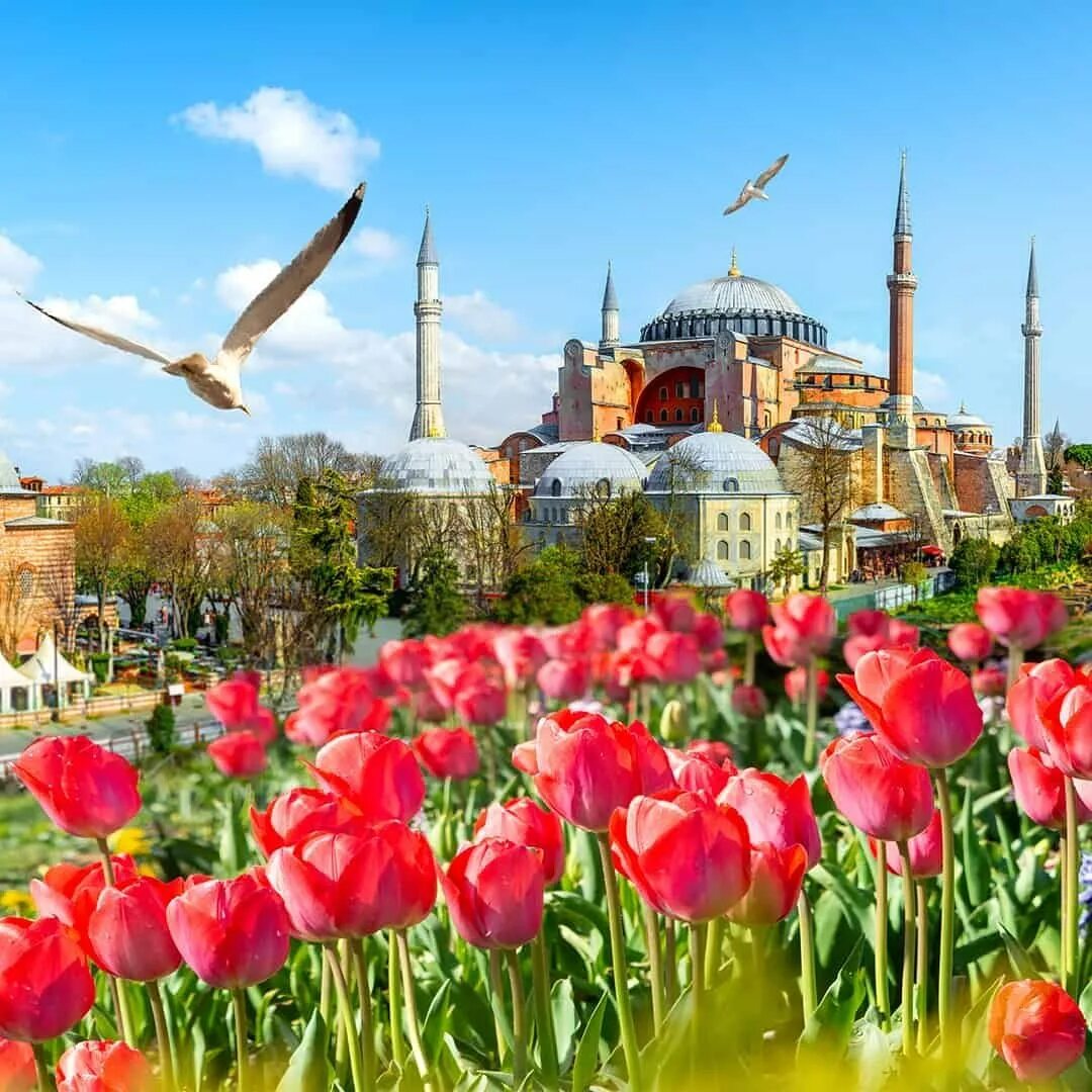 Стамбул тюльпаны. Султанахмет Стамбул тюльпаны. Султанахмет фестиваль тюльпанов. Стамбул Турция фестиваль тюльпанов.