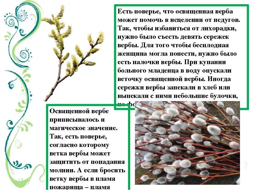 Верба дерево описание. Строение Вербной веточки название. Сообщение о вербе. Верба доклад для 2 класса по окружающему миру.