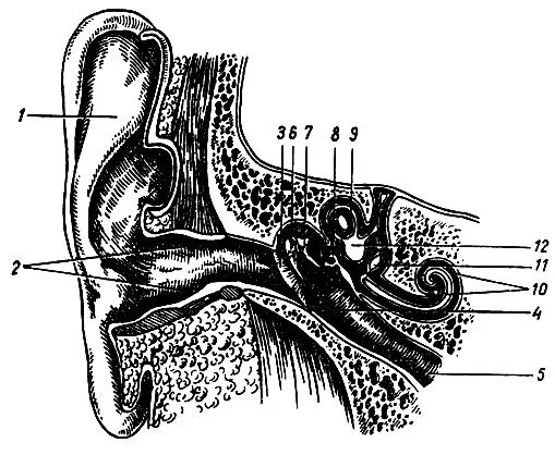 Строение ушной раковины животных. Органа равновесия ушной раковины. Строение уха рис 139. Орган слуха в височной кости. Рис 67 строение уха.