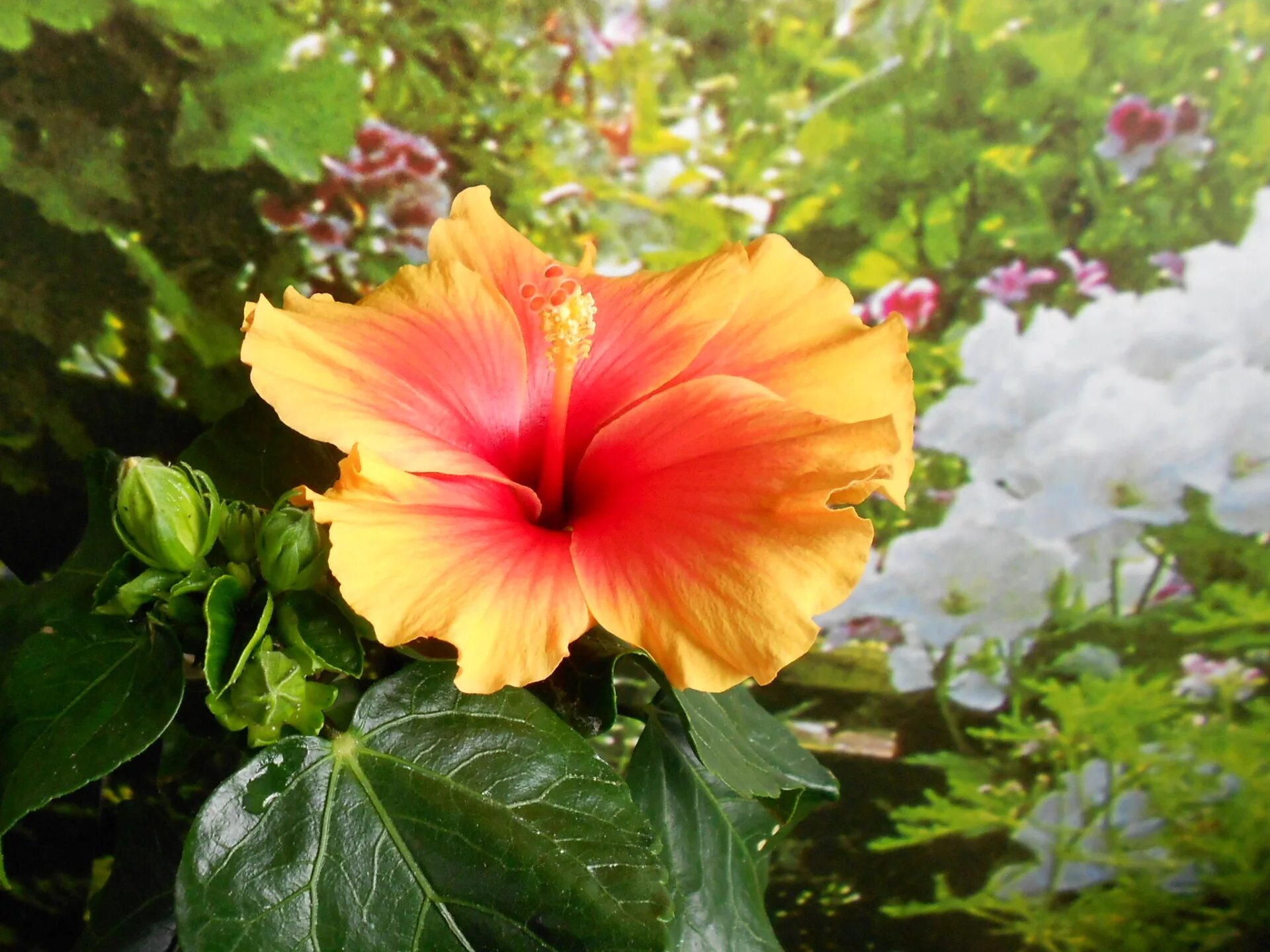 Почему гибискус называется цветок смерти. Гибискус цветок смерти. Гибискус китайский розан. Гибискус почему. Гибискус кардинал.