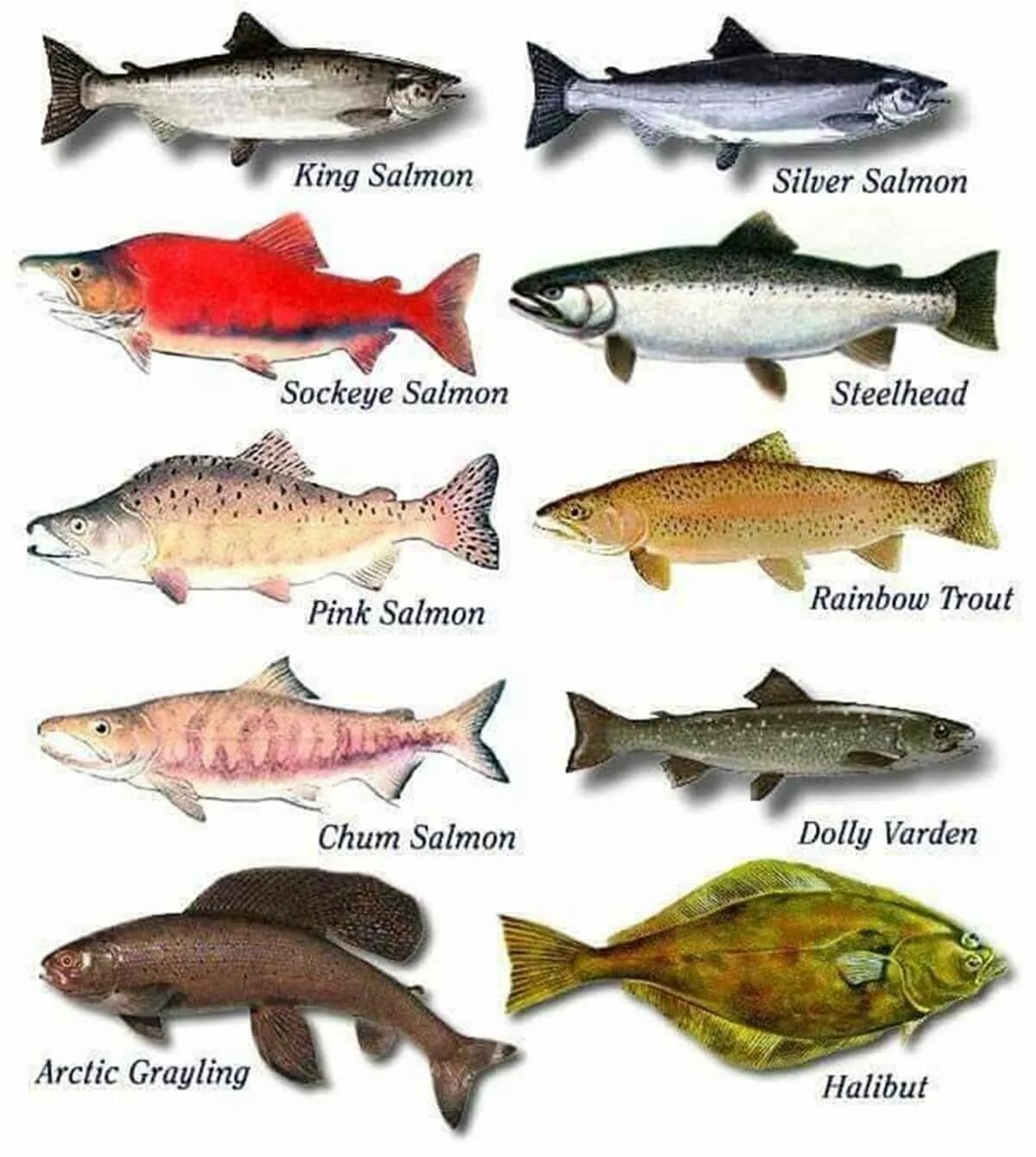 Какие рыбы лососевые. Семейство лососевых представители. Дальневосточная рыба семейства лососевых. Рыба семейства лососевых с белым мясом название. Кета нерка и горбуша разница.