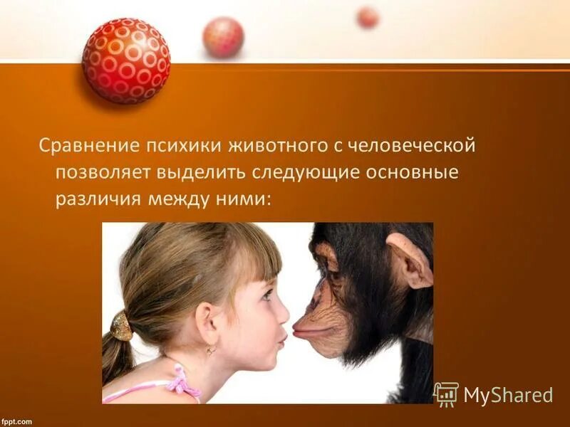Чем отличается сознание человека от животного. Сравнительная психики животных и человека.. психика животных и психика человека.