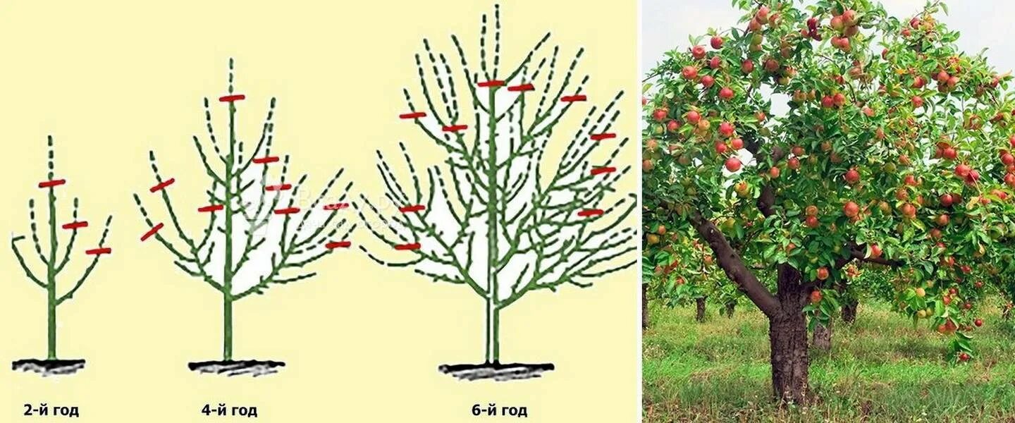 Когда весной можно обрезать плодовые. Крона яблонь формировка. Пирамидальная крона яблони. Формировка кроны яблони. Чашевидная крона яблони.
