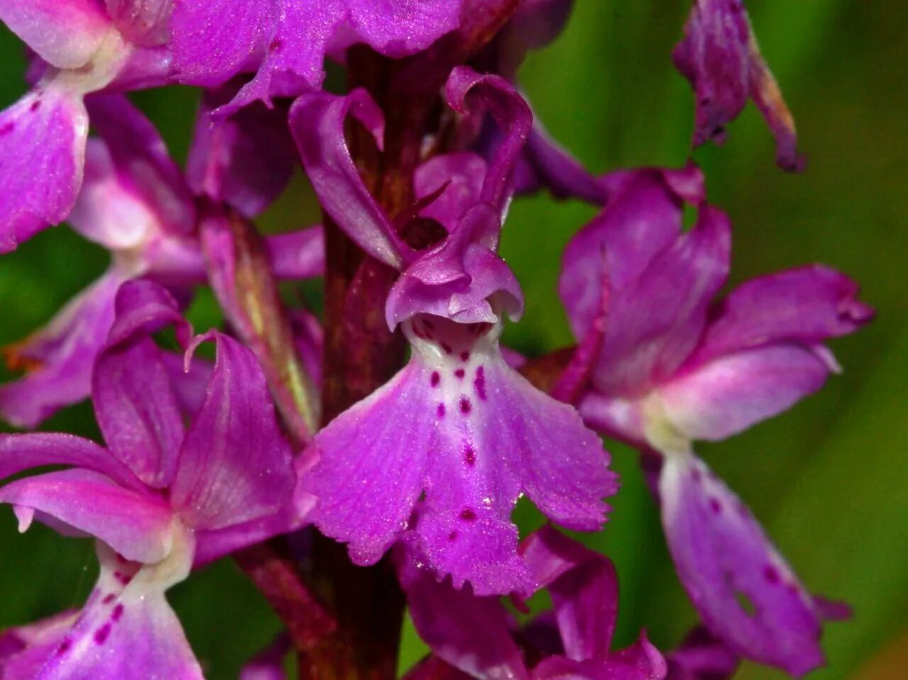Ятрышник фото. Северная Орхидея ятрышник. Ятрышник лиловый. Ятрышник мужской Orchis mascula. Семейство орхидейные ятрышник.