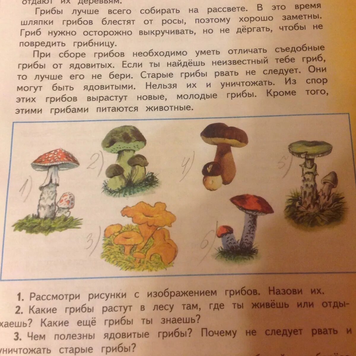 Назови 3 гриба. Грибы окружающий мир. Рассмотри рисунки с изображением грибов назови их. Грибы 2 класс окружающий мир. Рассмотри рисунки грибы.