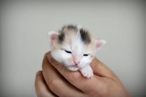 Маленьких котят побыстрее. Новорожденные котята. Новорожденный котенок. Котята с открытыми глазами. Новорождённые котята с открытыми глазами.