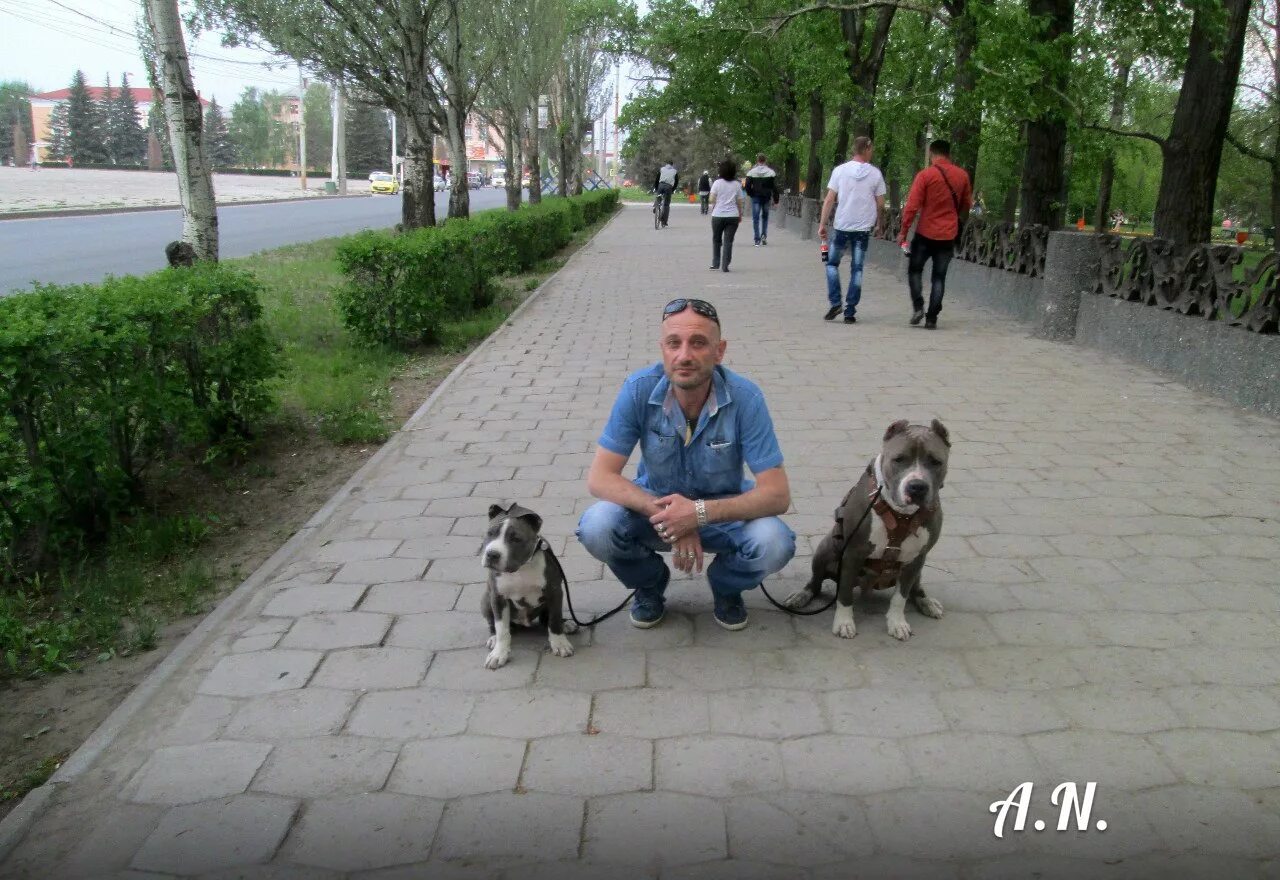 Антуан наджарян чихуахуа. Антуан наджарян. Антуан наджарян дрессировка. Антуан наджарян блоггер. Дрессировщик собак антуан наджарян.
