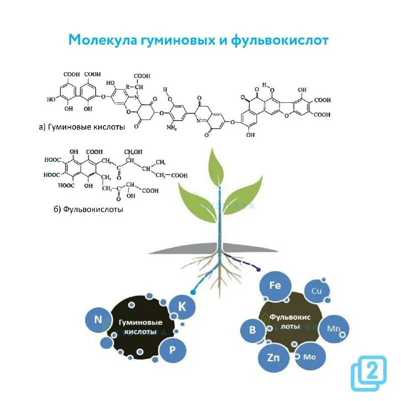 гуминовые кислоты. комплекс гуминовых кислот. гуминовые кислоты влияние на организм. «гуминовый комплекс» концентрат 50мл. препараты с фульвовыми и гуминовыми кислотами.