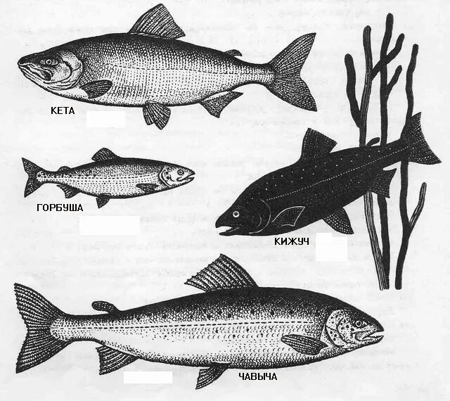 хирономида рыба. ценные промысловые рыбы. название промысловых рыб. ценная промысловая рыба 8 букв. рыба кета рисунок.
